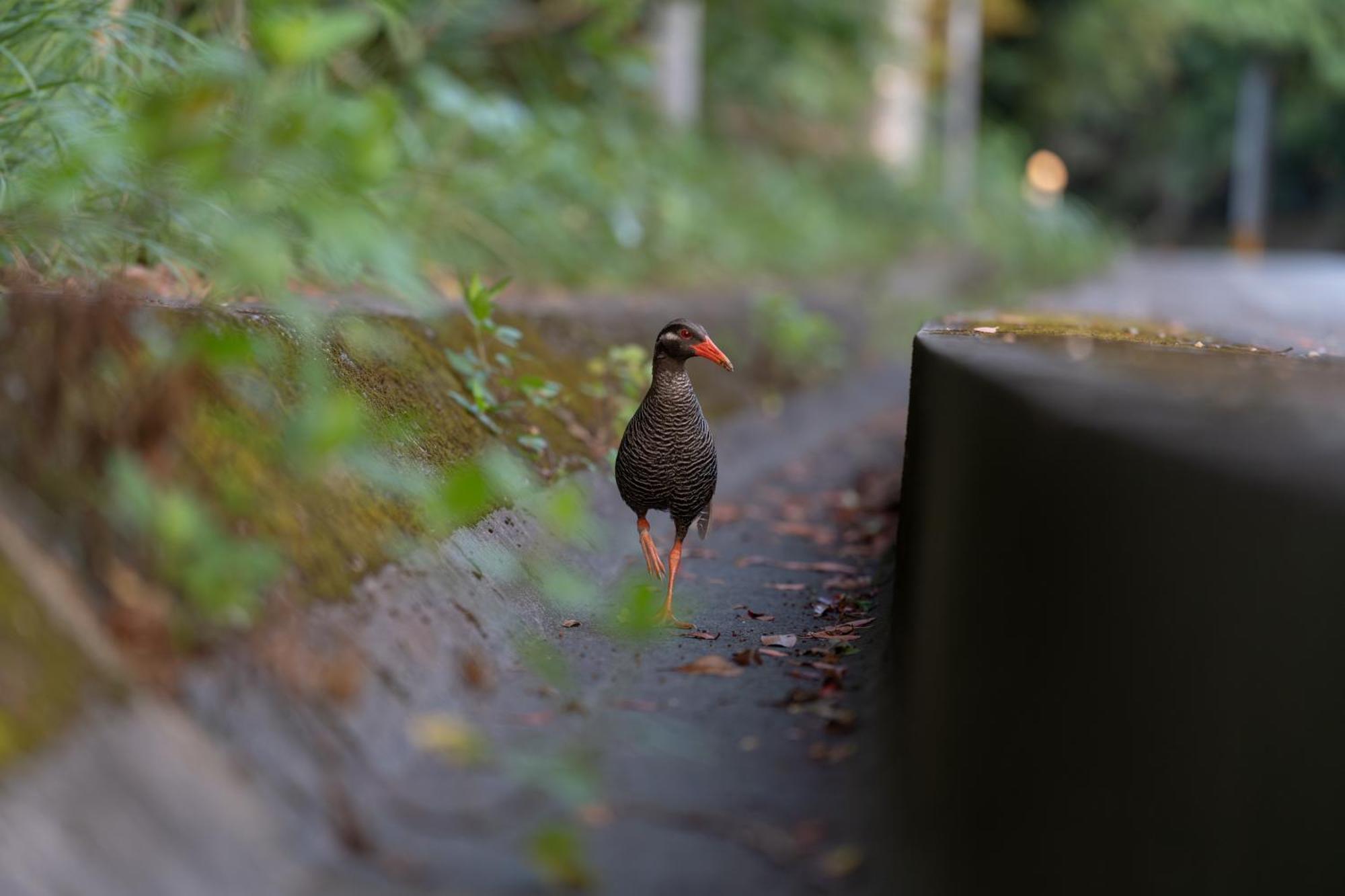 Ada Garden Hotel Okinawa Kunigami Zewnętrze zdjęcie