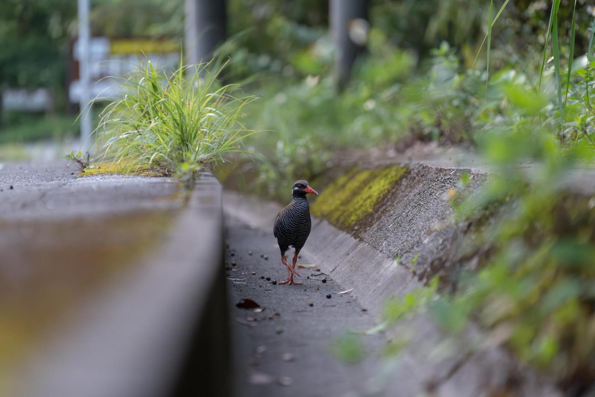 Ada Garden Hotel Okinawa Kunigami Zewnętrze zdjęcie